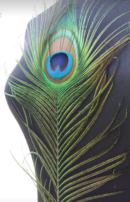Перо павлина натуральное
