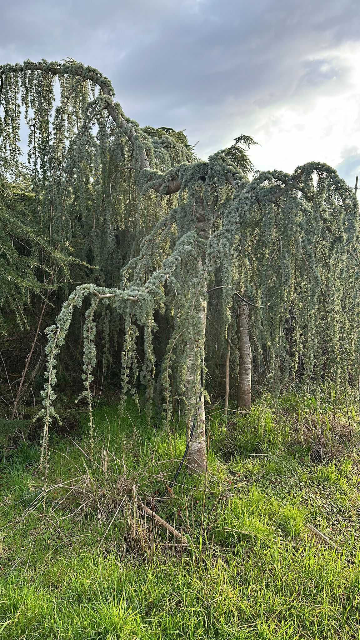 Descoperă Eleganța Plantelor de Lux la Vivai Piante