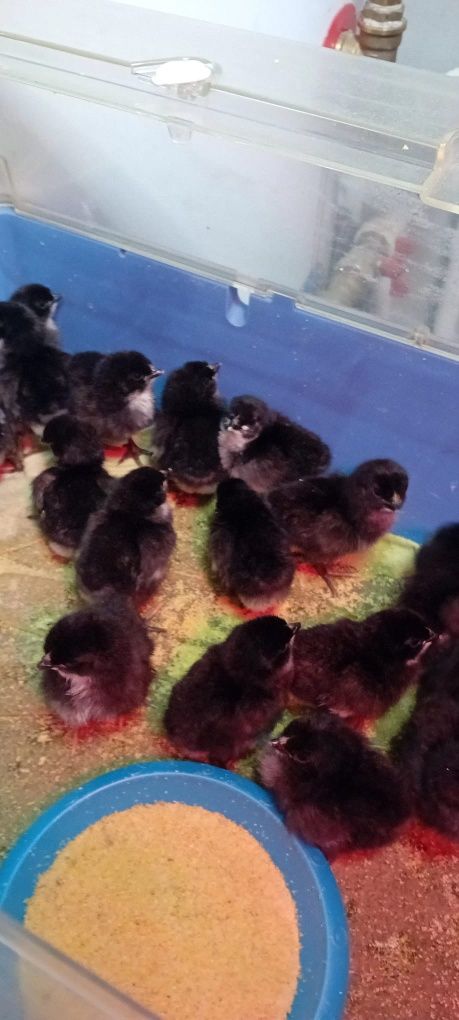 Vand pui rasa Australorp de o zi