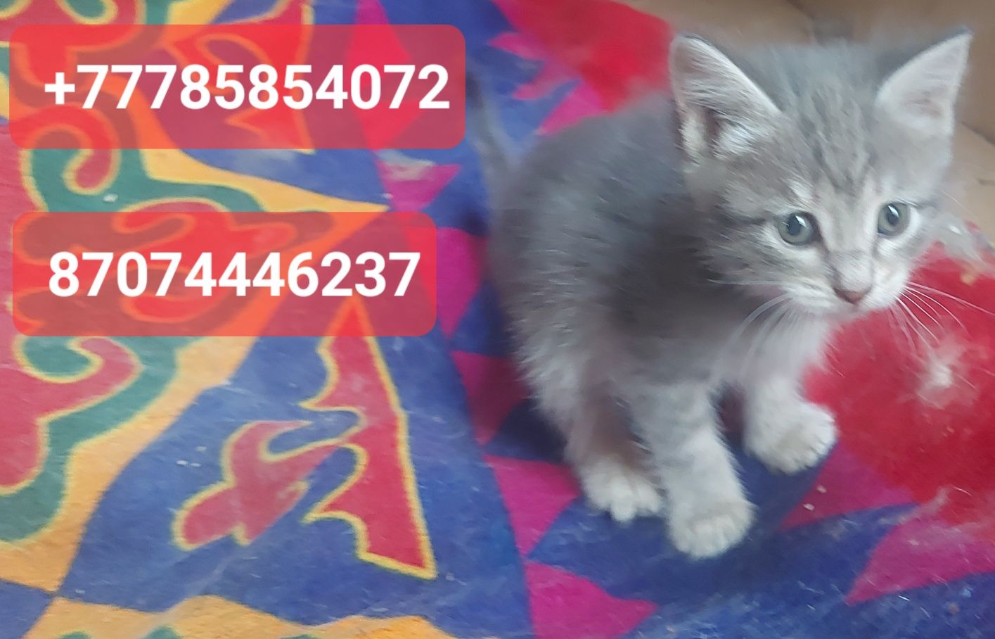 Котята в добрые руки