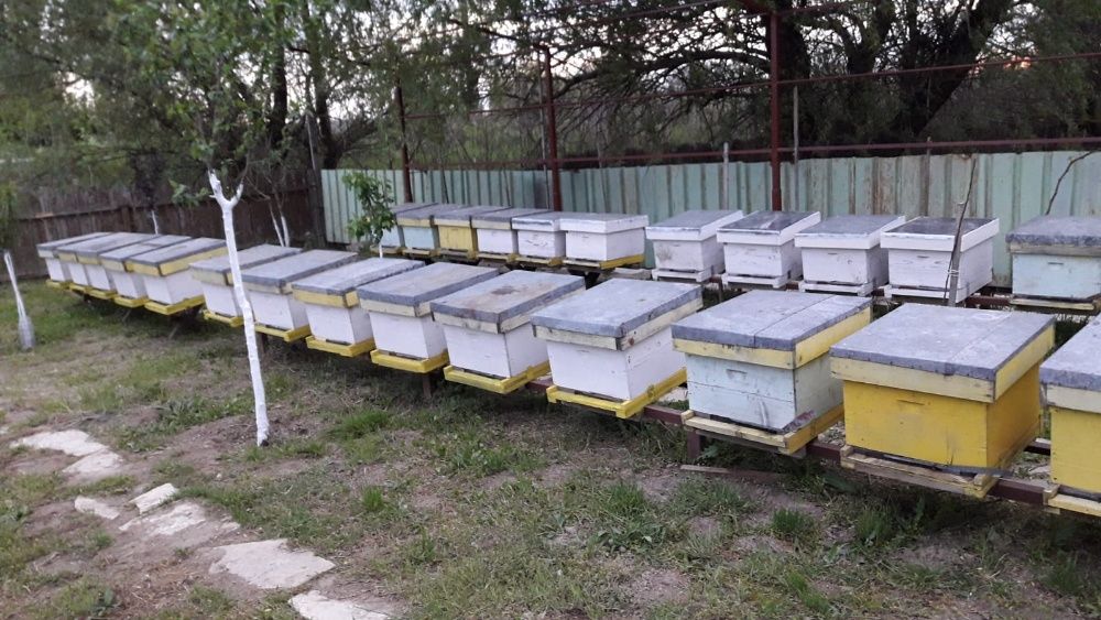 Familii de albine  Stupi - multietajat ramă 3/4