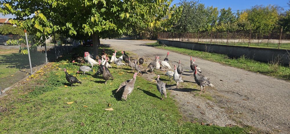 Пуйки домашно отгледани