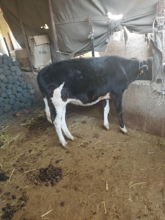 Ğulonjicha sotiladi narxi 10 milion yana kami bor manzil boysun tuma