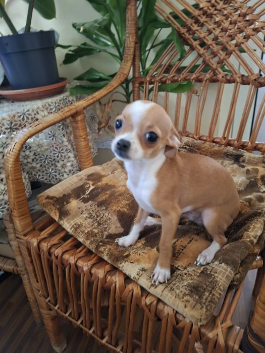 Чихуа хуа момченце търси своето семейство