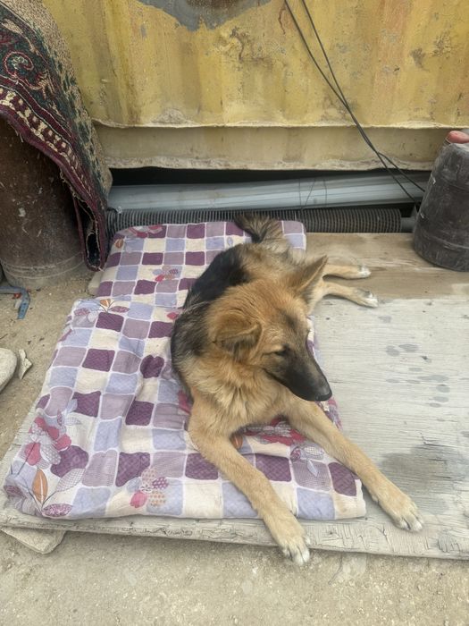 Овчарка для охраны