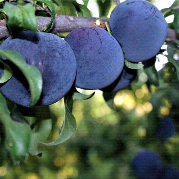 Prun Japonez  (Soiul Black Sun )