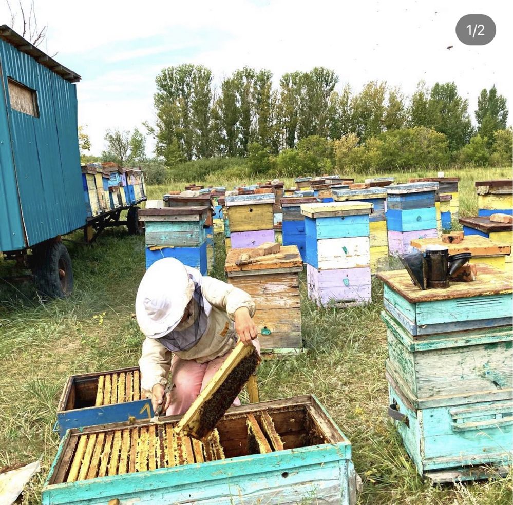 Продажа натурального мёда с собственной пасеки