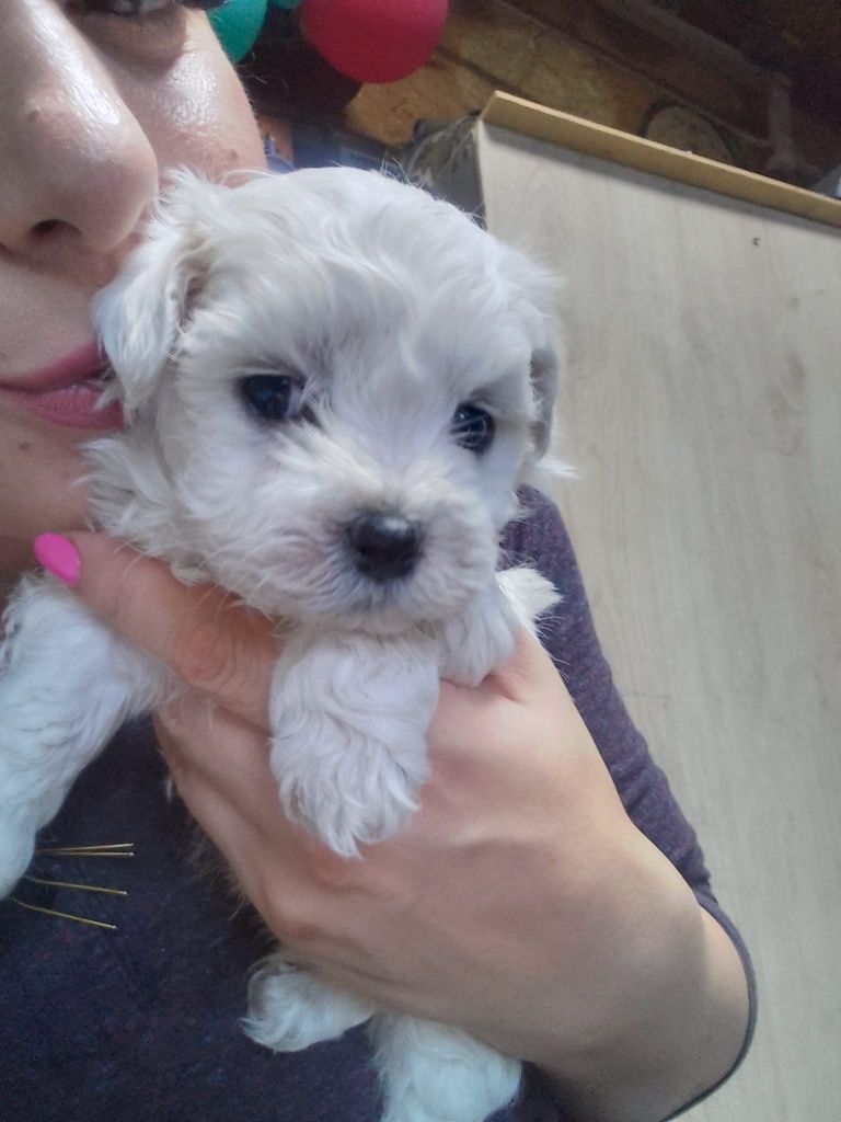 Bichon maltez mini toy
