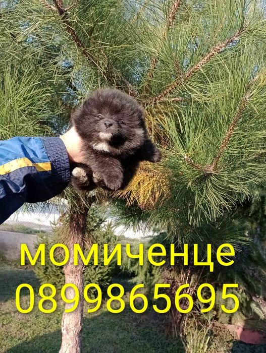 Померани. Реални снимки !