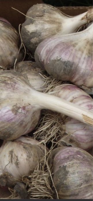 Продается домашний чеснок!