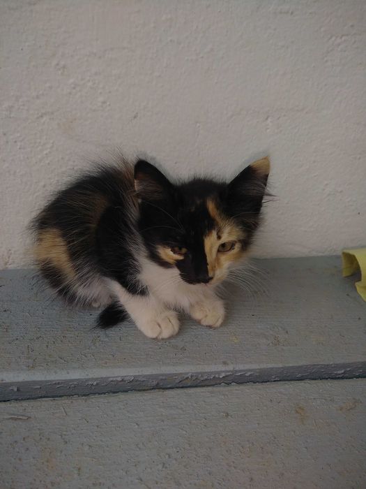 Милые котята,2 месяца