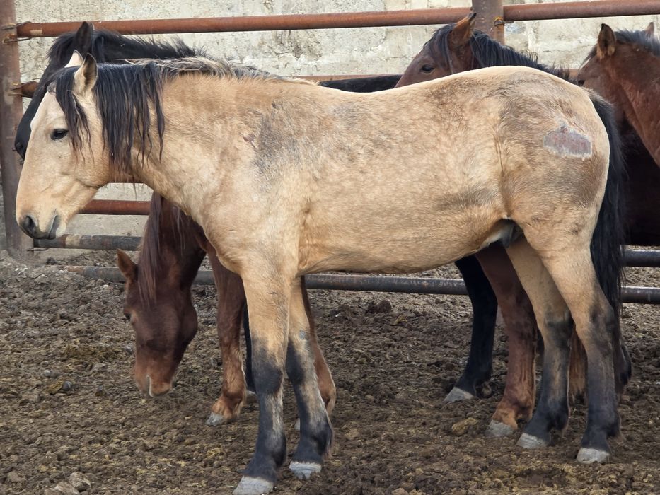 Мұғалжар тұқымы айғыр сатылады