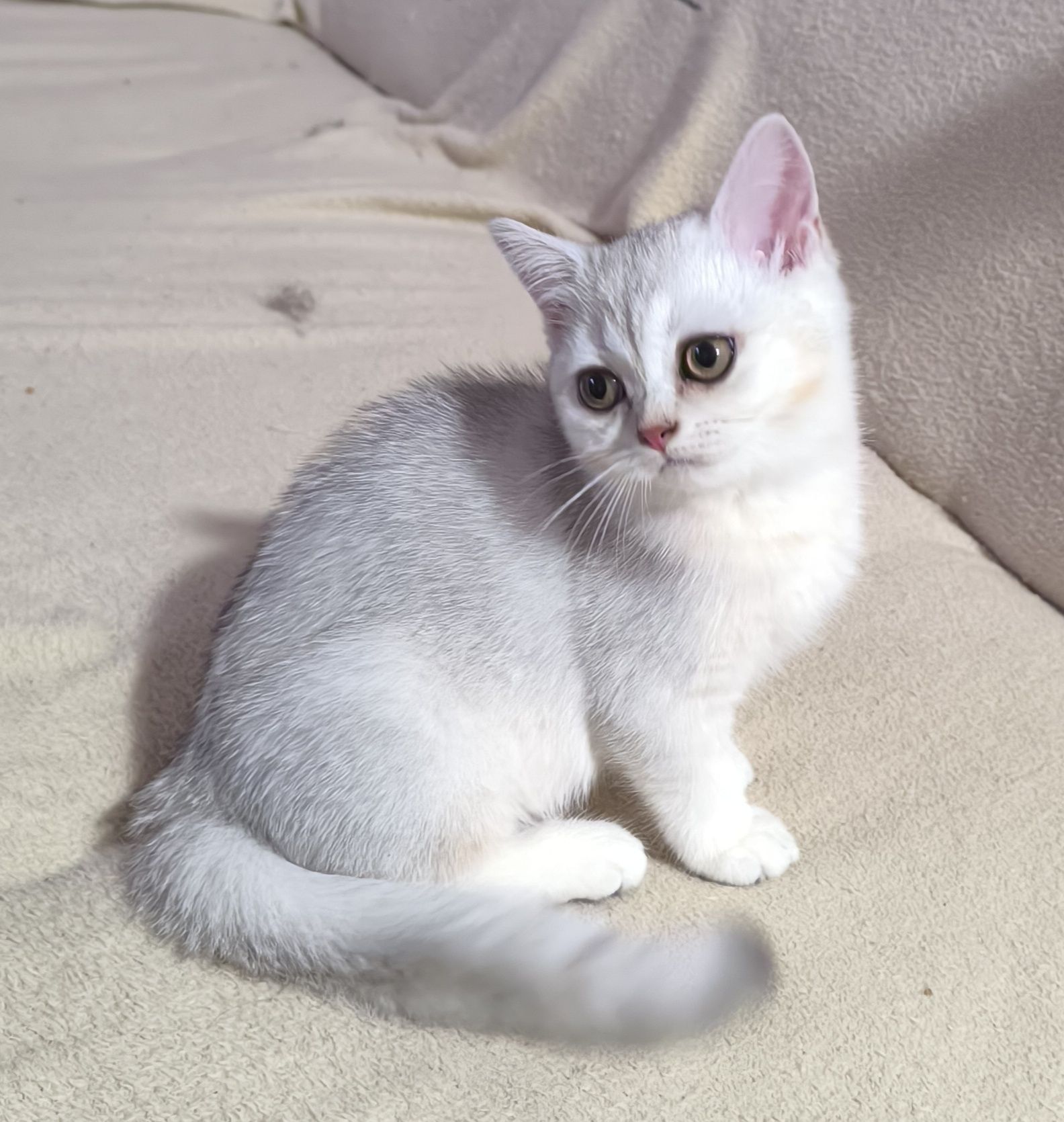 Шотландский скоттиш страйт