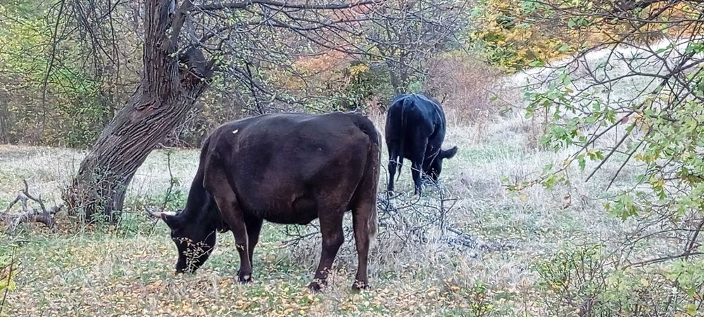 Свободни 15 бр. месодайни крави и юници