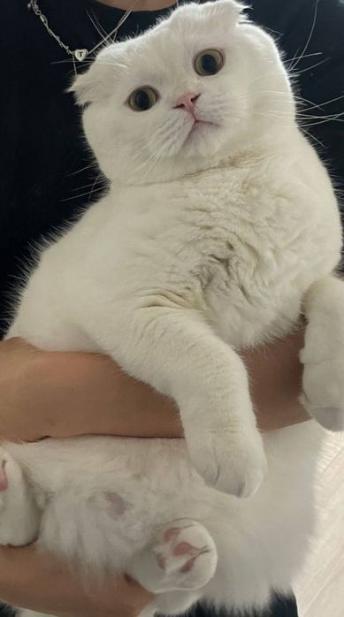 Judayam aqlli toza zotli mushukchalar