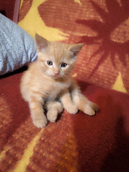 Отдам в хорошие руки!!!