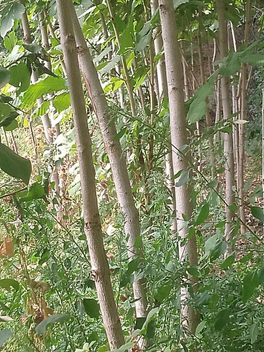 Kashtan daraxti ko'chatlari sotiladi