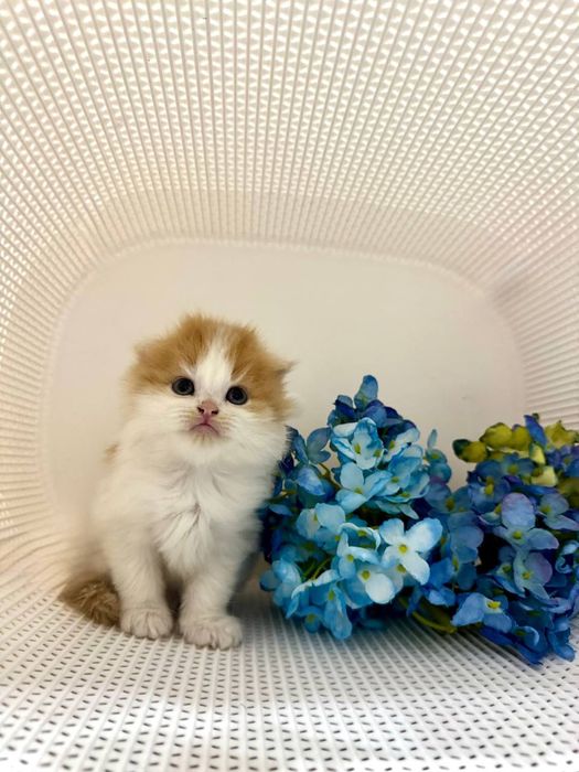 Катята фолд и страйт