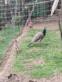 Oua fazani comuni și găini brahma