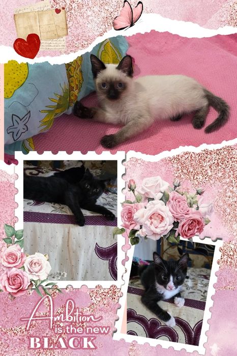 Котята в хорошие руки