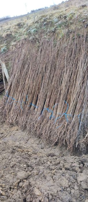 Puieți salcâm frasin tei fag carpen stejar mesteacăn plop brad molid