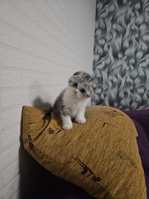 Scottish fold marmor