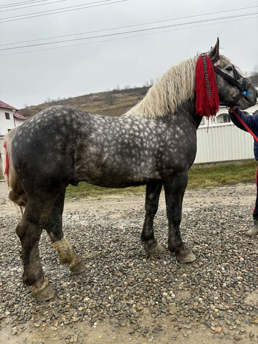 De vânzare armăsar,
