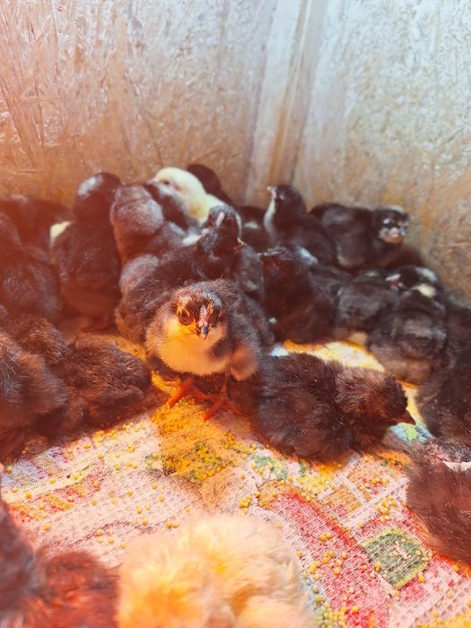 Инкубационное яйцо несушки Доминант