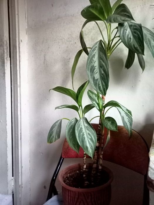 Аглоанема крупнолистовая