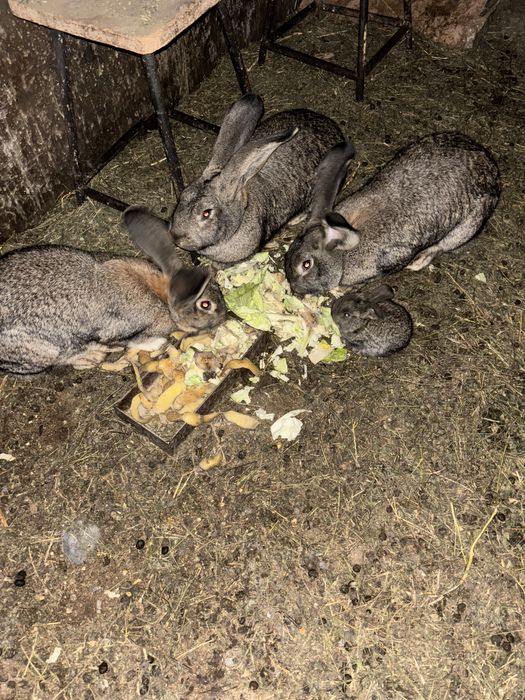 Vand iepuri urias german