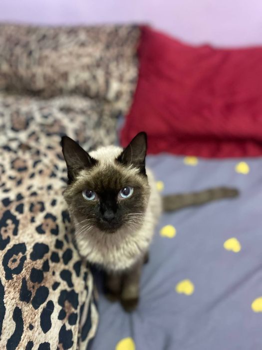 Mushuk siamskiy toza qiz 6 oylik