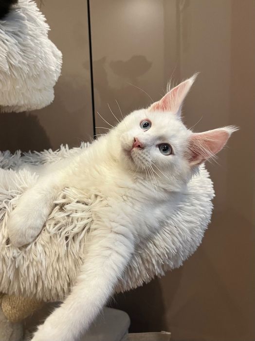 Baietel Maine Coon ochi albastri PEDIGREE