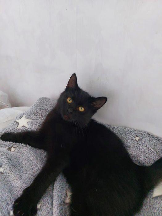 Лапочка девочка  ищет дом