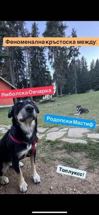 Бебе кучета. Средно големи, не много космати.