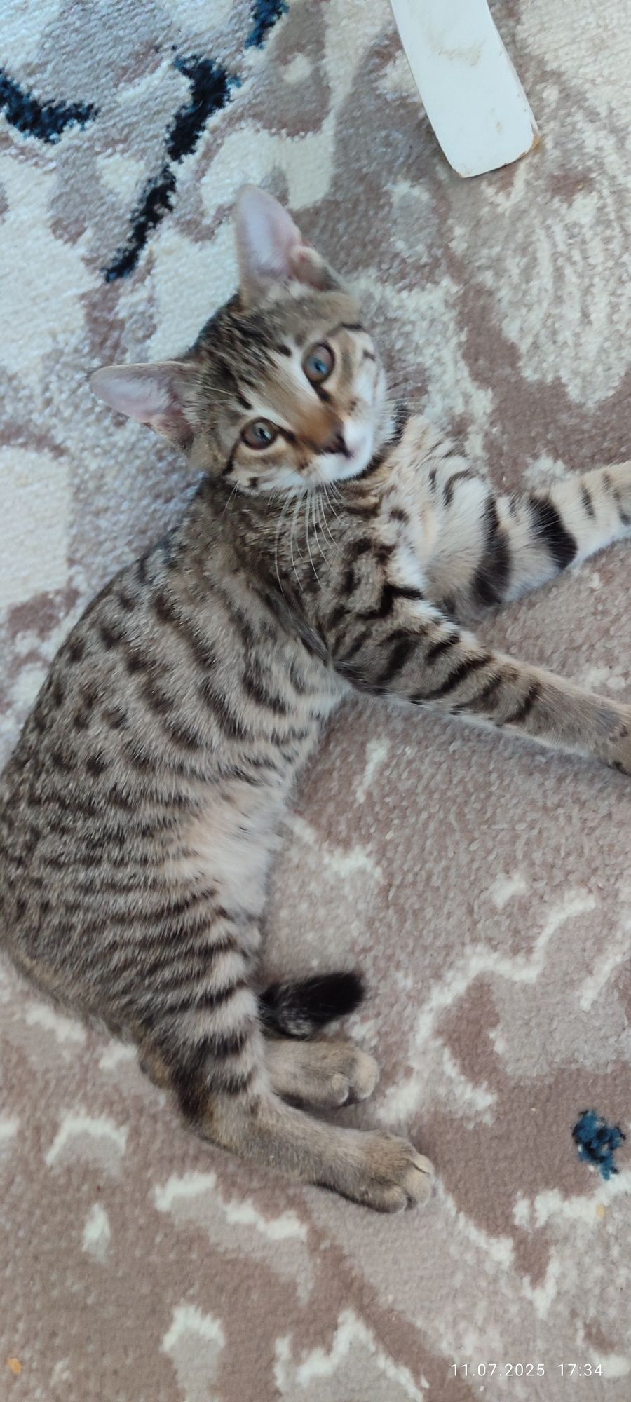 Котенок в добрые руки!