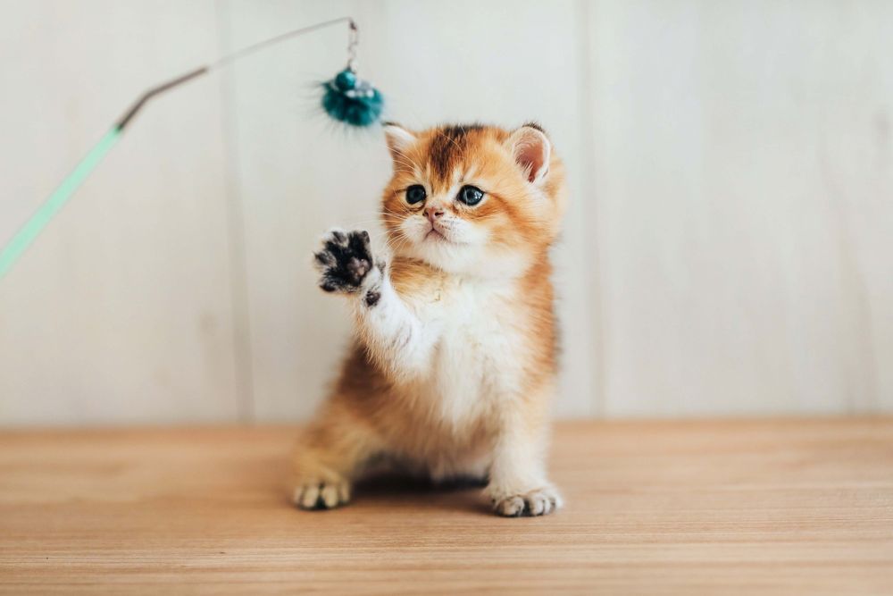 Передержка для кошек и котов