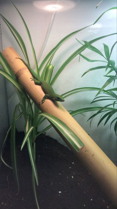 Soparla Phesulma Grandis Gecko de Madagascar