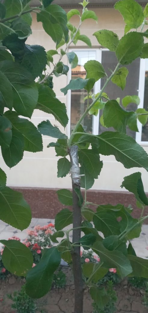Богбон ва богбон хизмати