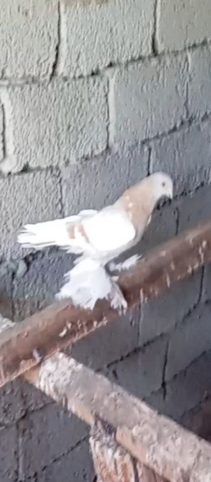 Голуби животные птицы