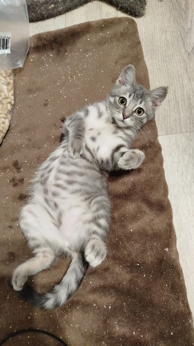 Отдаётся в хорошие руки кошечка добрая ласковая