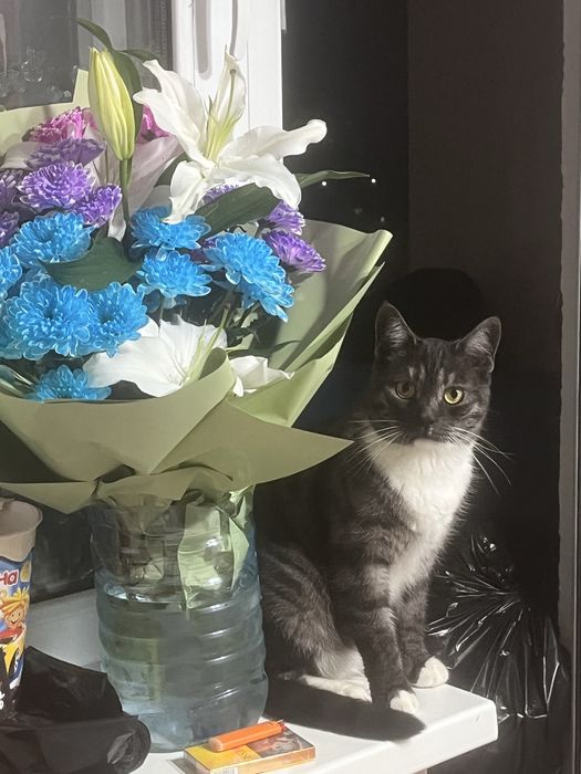 Отдам кота в добрые руки