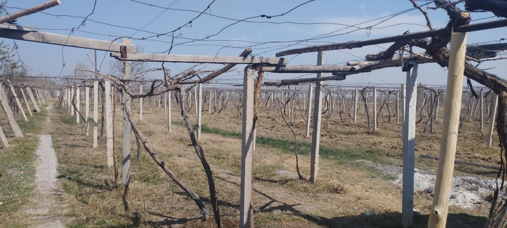 35 sotix mevali bogʻ sotiladi variantga xam kelishamiz