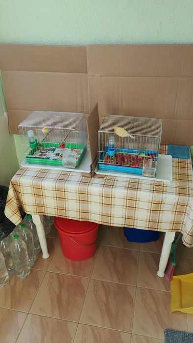 Орфей-мъжко и женско.Млади,тазгодишни.