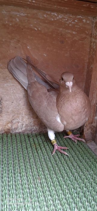 Vouajori sport culori rare