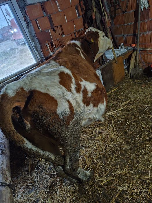 Vaca gestanta 8 luni