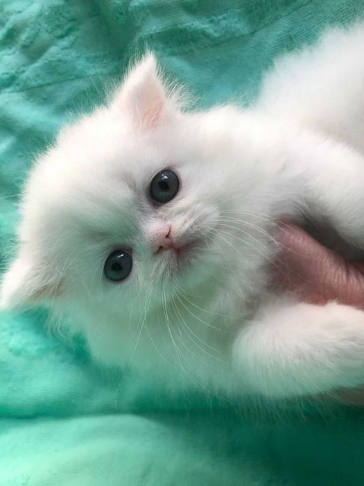 Pisicuță Scottish Straight Longhair cu Pedigree - Cadou de Crăciun