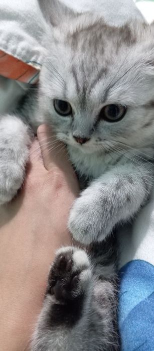 Serebrestiy shinshila