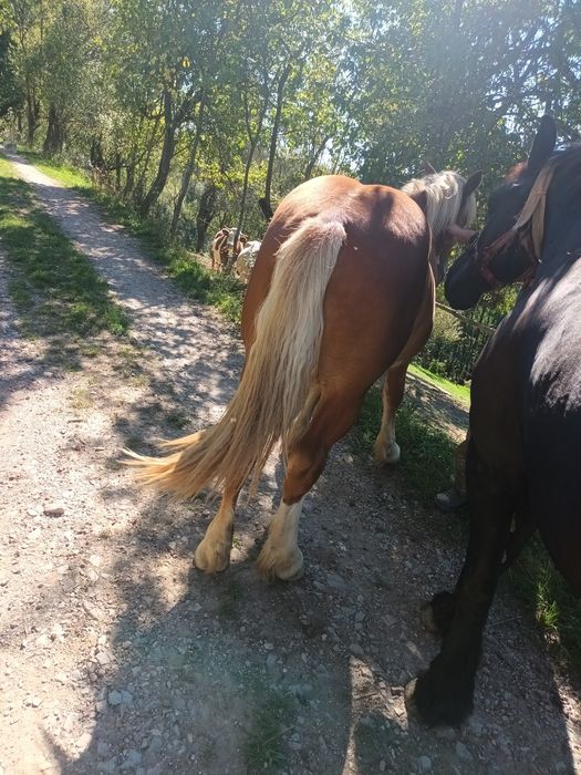 Vând manz de un an
