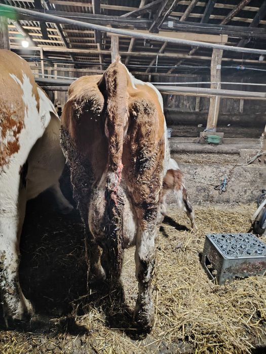 Vaca cu vițea bălțate