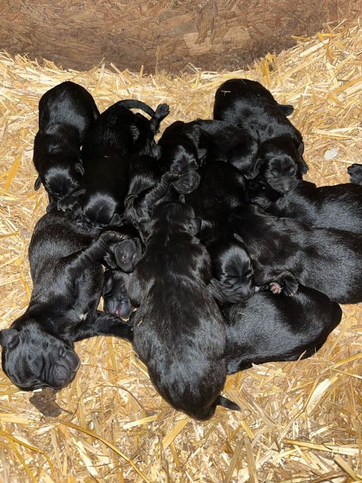 pui de adoptat (metis golden retriever